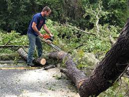 How Our Tree Care Process Works  in  Deerwood, TX