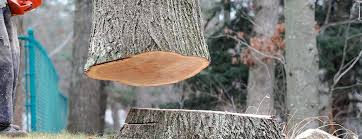 Best Tree Disease Treatment  in Deerwood, TX