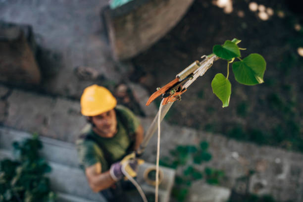 Best Hazardous Tree Removal  in Deerwood, TX