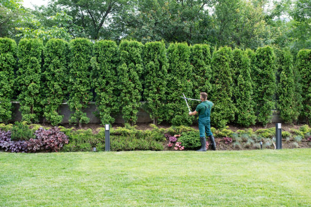 Best Pest Control for Lawns  in Deerwood, TX