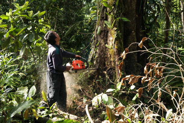 Best Tree Maintenance Programs  in Deerwood, TX