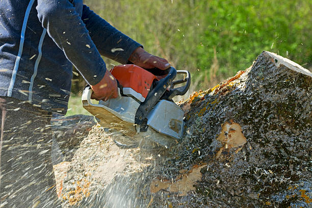 Best Storm Damage Tree Cleanup  in Deerwood, TX
